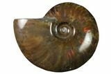 Flashy Red Iridescent Ammonite #155252-1